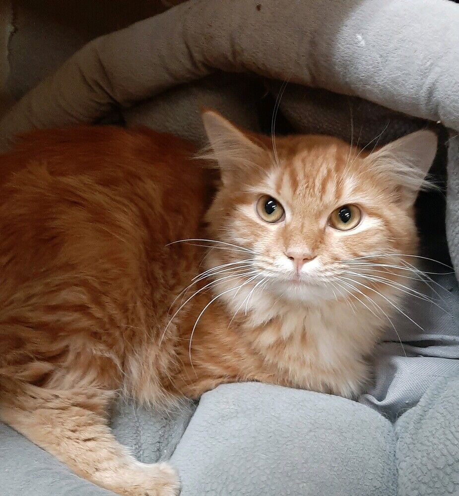 Nutmeg
